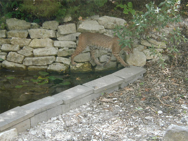 Bobcat2Aug05