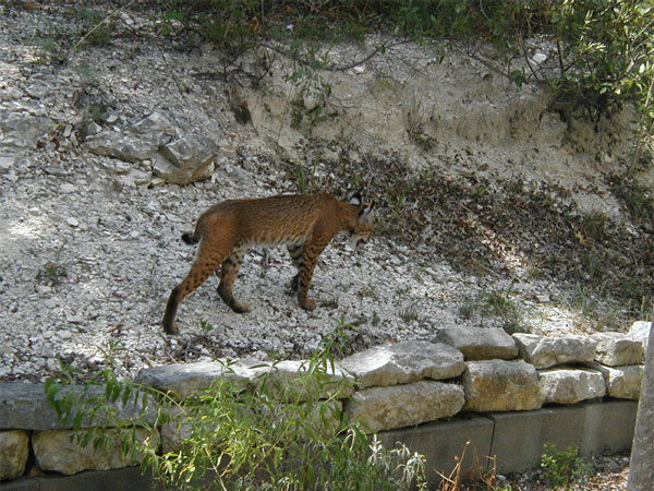 Bobcat4Aug05