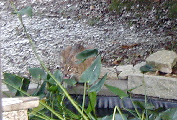 Bobcat6Aug