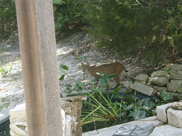 Bobcat7Aug05