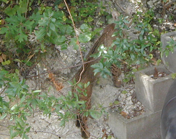 Bobcat8Aug05