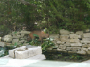 Bobcat1Aug05
