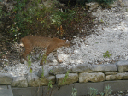 Bobcat3Aug05