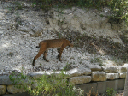 Bobcat4Aug05
