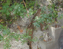 Bobcat8Aug05