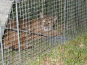 bobcat001