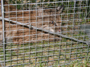bobcat002